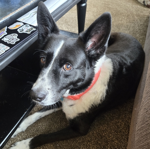 Meet your Posher, Brooke - Picture 4 of 9